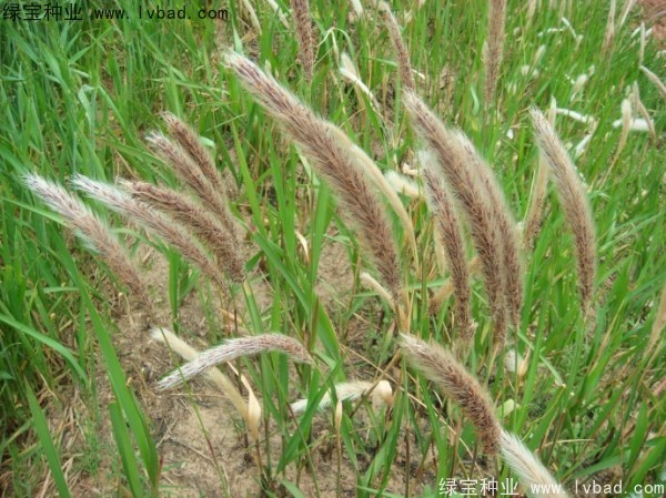 <a href='http://www.fscangbo.com/yaocaizhongzi/2310.html' target='_blank'>白茅</a><a href='http://www.fscangbo.com/' target='_blank'>種子</a>