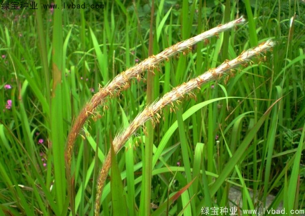 <a href='http://www.fscangbo.com/yaocaizhongzi/2310.html' target='_blank'>白茅種子</a>