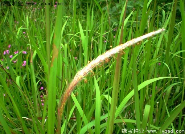 <a href='http://www.fscangbo.com/yaocaizhongzi/2310.html' target='_blank'>白茅</a><a href='http://www.fscangbo.com/' target='_blank'>種子</a>