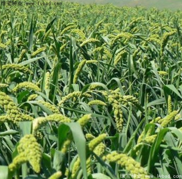 <a href='http://www.fscangbo.com/yaocaizhongzi/2314.html' target='_blank'>紅糜子種子</a>