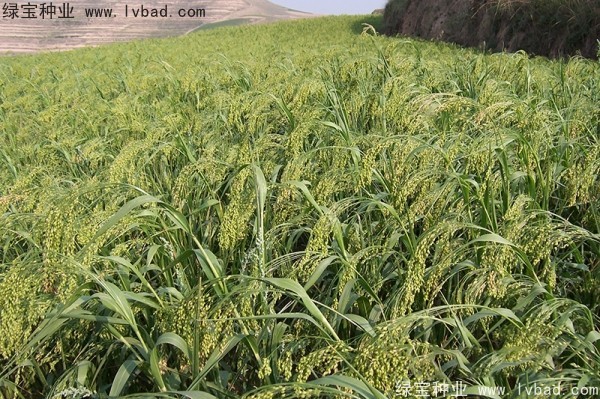 <a href='http://www.fscangbo.com/yaocaizhongzi/2314.html' target='_blank'>紅糜子種子</a>