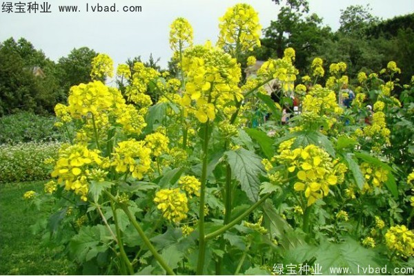 <a href='http://www.fscangbo.com/yaocaizhongzi/2317.html' target='_blank'>白芥子</a><a href='http://www.fscangbo.com/' target='_blank'>種子</a>