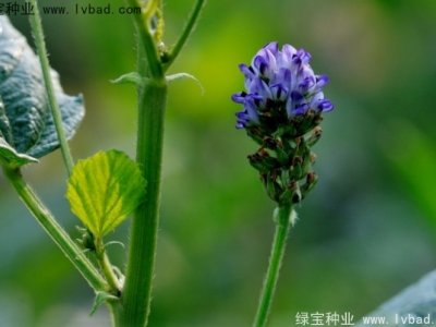 補(bǔ)骨脂種子