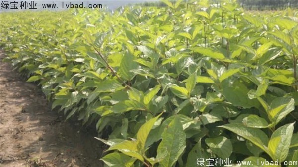 接骨木<a href='http://www.fscangbo.com/' target='_blank'>種子</a>