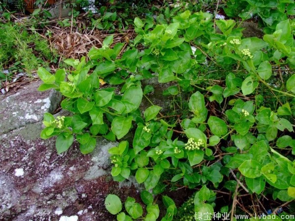 <a href='http://www.fscangbo.com/yaocaizhongzi/2320.html' target='_blank'>黃荊</a><a href='http://www.fscangbo.com/' target='_blank'>種子</a>