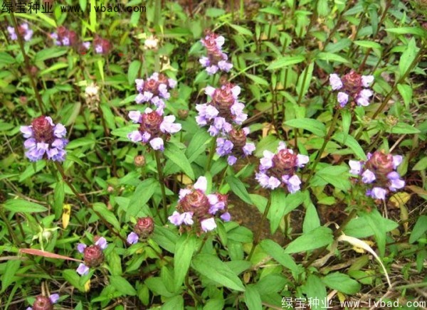 <a href='http://www.fscangbo.com/yaocaizhongzi/2325.html' target='_blank'>夏枯球種子</a> <a href='http://www.fscangbo.com/yaocaizhongzi/2325.html' target='_blank'>夏枯球種子</a>