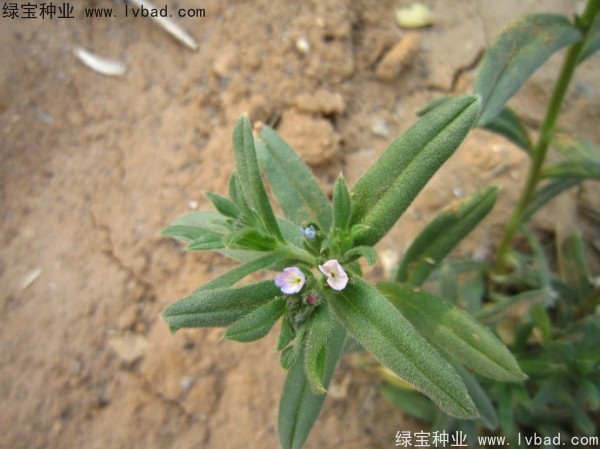 王不留<a href='http://www.fscangbo.com/' target='_blank'>種子</a>