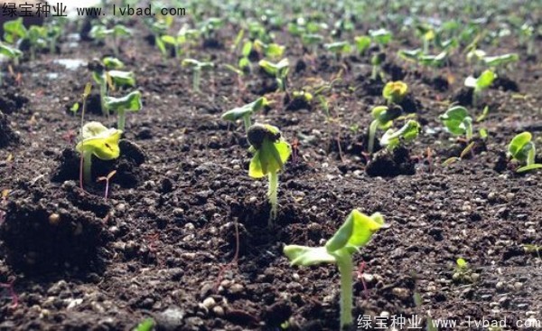 <a href='http://www.fscangbo.com/yaocaizhongzi/2331.html' target='_blank'>黃秋葵</a><a href='http://www.fscangbo.com/' target='_blank'>種子</a>