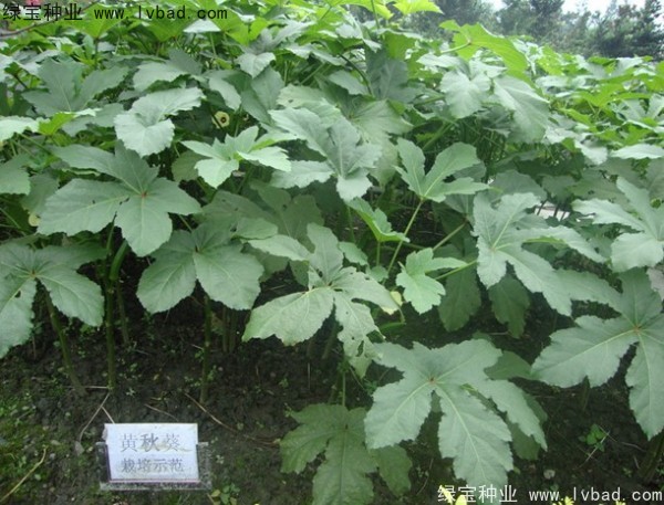 <a href='http://www.fscangbo.com/yaocaizhongzi/2331.html' target='_blank'>黃秋葵種子</a>