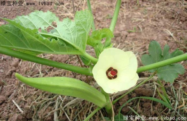 <a href='http://www.fscangbo.com/yaocaizhongzi/2331.html' target='_blank'>黃秋葵種子</a>