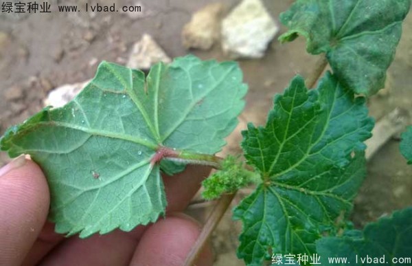 黃秋葵<a href='http://www.fscangbo.com/' target='_blank'>種子</a>