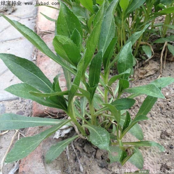 <a href='http://www.fscangbo.com/yaocaizhongzi/2335.html' target='_blank'>紅花種子</a> 紅花<a href='http://www.fscangbo.com/' target='_blank'>種子</a>