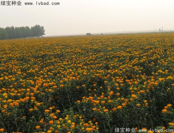 紅花<a href='http://www.fscangbo.com/' target='_blank'>種子</a> <a href='http://www.fscangbo.com/yaocaizhongzi/2335.html' target='_blank'>紅花種子</a>