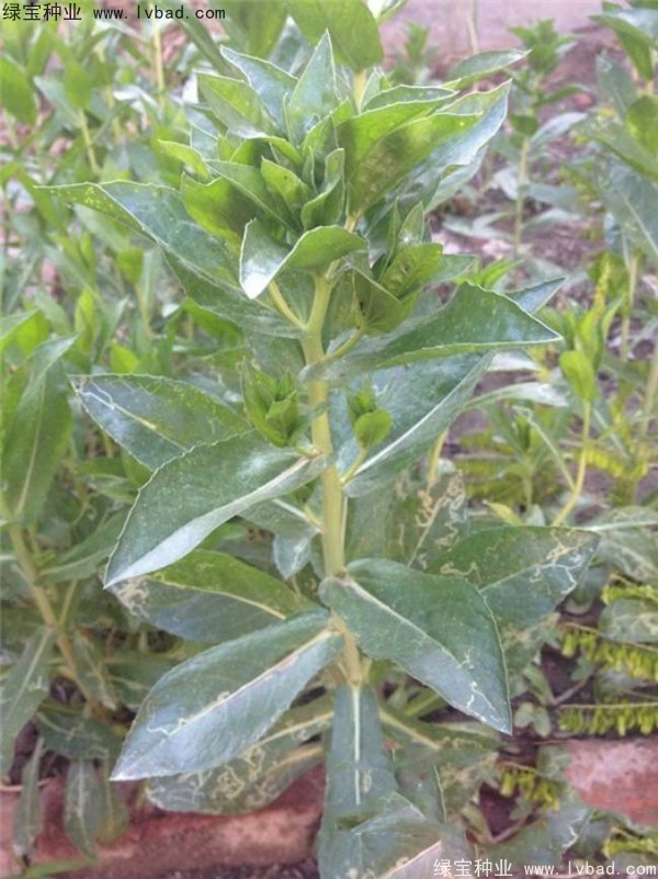 紅花<a href='http://www.fscangbo.com/' target='_blank'>種子</a> 紅花種子