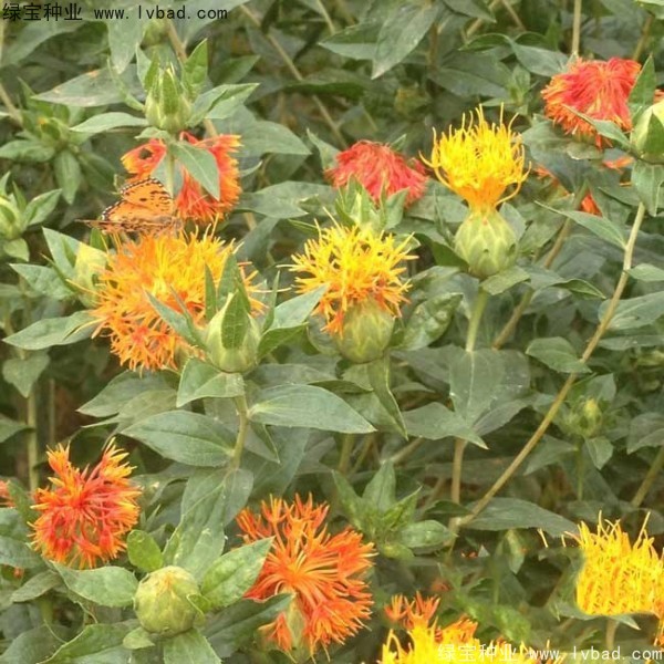 <a href='http://www.fscangbo.com/yaocaizhongzi/2335.html' target='_blank'>紅花</a><a href='http://www.fscangbo.com/' target='_blank'>種子</a> <a href='http://www.fscangbo.com/yaocaizhongzi/2335.html' target='_blank'>紅花種子</a>