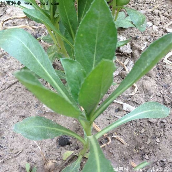 <a href='http://www.fscangbo.com/yaocaizhongzi/2335.html' target='_blank'>紅花種子</a> <a href='http://www.fscangbo.com/yaocaizhongzi/2335.html' target='_blank'>紅花</a><a href='http://www.fscangbo.com/' target='_blank'>種子</a>