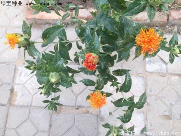 紅花種子 紅花種子