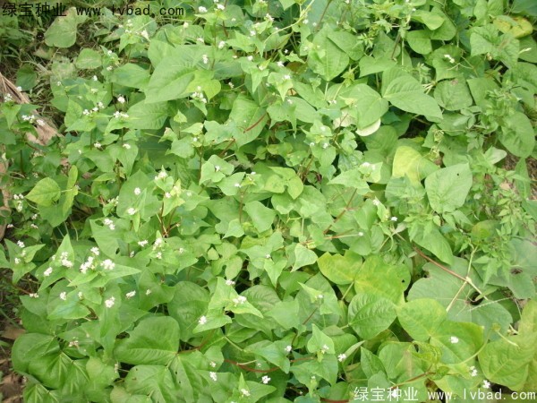 <a href='http://www.fscangbo.com/yaocaizhongzi/2337.html' target='_blank'>苦蕎麥種子</a>