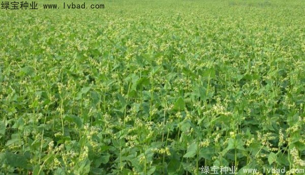 苦<a href='http://www.fscangbo.com/yaocaizhongzi/2311.html' target='_blank'>蕎麥種子</a>