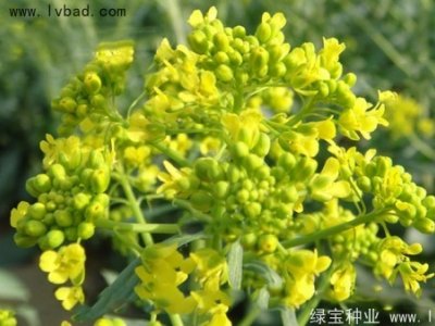 板藍(lán)根種子