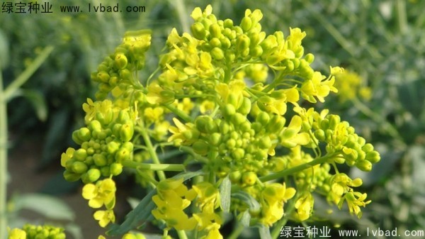 <a href='http://www.fscangbo.com/yaocaizhongzi/2340.html' target='_blank'>板藍根種子</a>