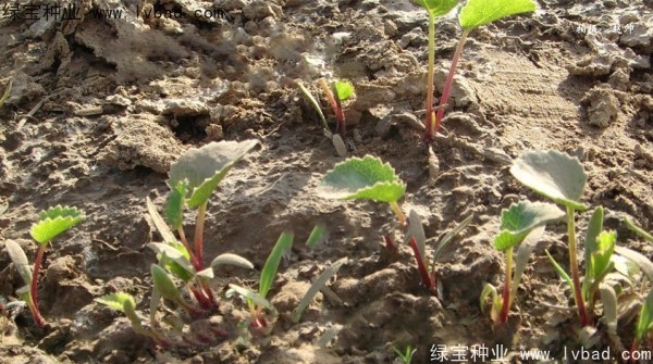 <a href='http://www.fscangbo.com/yaocaizhongzi/2342.html' target='_blank'>北沙參種子</a>