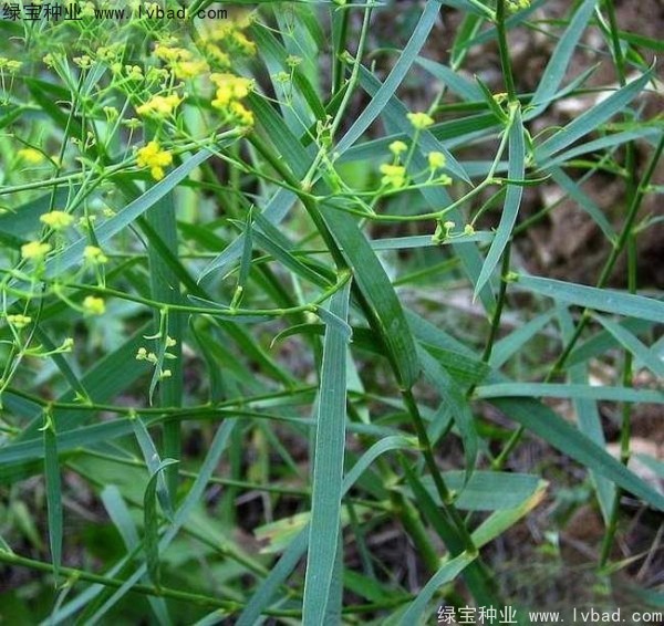 <a href='http://www.fscangbo.com/yaocaizhongzi/2343.html' target='_blank'>柴胡種子</a>