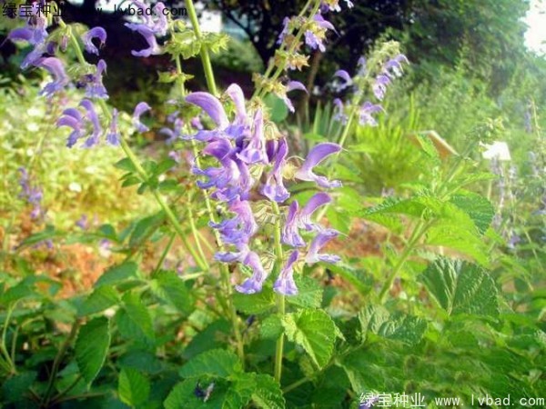 <a href='http://www.fscangbo.com/yaocaizhongzi/2345.html' target='_blank'>丹參種子</a>