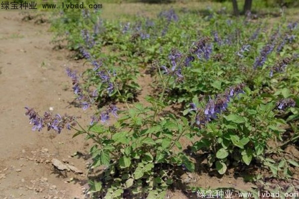 <a href='http://www.fscangbo.com/yaocaizhongzi/2345.html' target='_blank'>丹參種子</a>