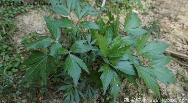 <a href='http://www.fscangbo.com/yaocaizhongzi/2346.html' target='_blank'>當(dāng)歸種子</a> <a href='http://www.fscangbo.com/yaocaizhongzi/2346.html' target='_blank'>當(dāng)歸</a><a href='http://www.fscangbo.com/' target='_blank'>種子</a>