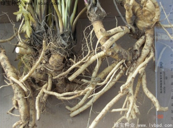 <a href='http://www.fscangbo.com/yaocaizhongzi/2349.html' target='_blank'>防風(fēng)種子</a>