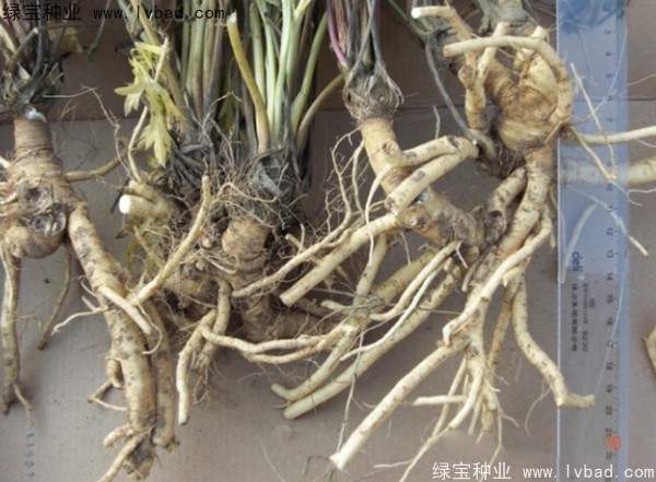 <a href='http://www.fscangbo.com/yaocaizhongzi/2349.html' target='_blank'>防風(fēng)種子</a>