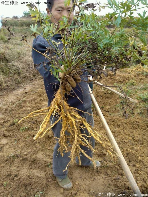 防風(fēng)<a href='http://www.fscangbo.com/' target='_blank'>種子</a>