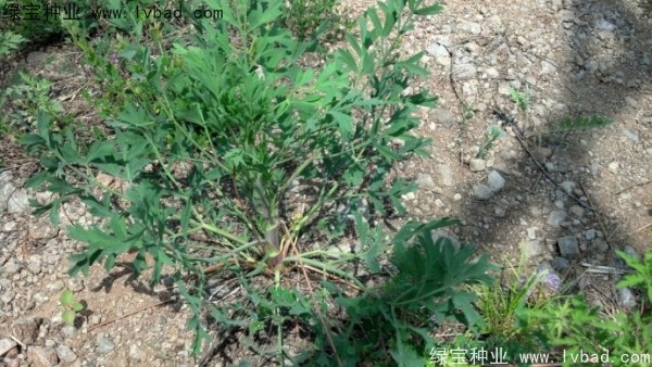 <a href='http://www.fscangbo.com/yaocaizhongzi/2349.html' target='_blank'>防風(fēng)種子</a>