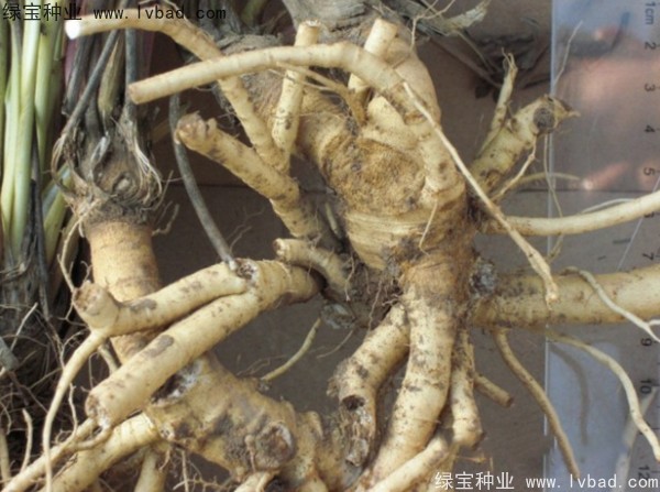 防風(fēng)<a href='http://www.fscangbo.com/' target='_blank'>種子</a>