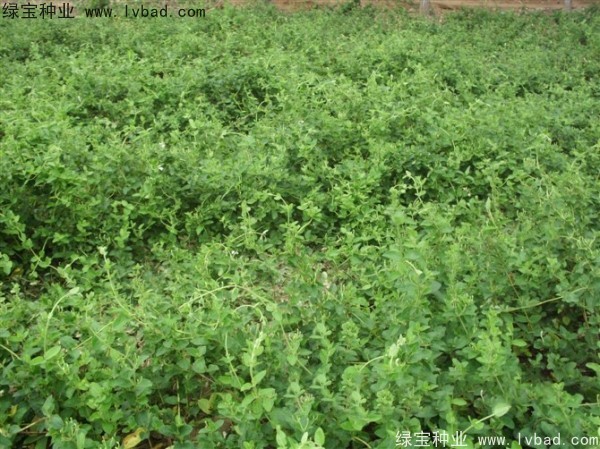 <a href='http://www.fscangbo.com/yaocaizhongzi/2351.html' target='_blank'>枸杞種子</a> <a href='http://www.fscangbo.com/yaocaizhongzi/2351.html' target='_blank'>枸杞種子</a>