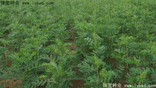 <a href='http://www.fscangbo.com/yaocaizhongzi/2353.html' target='_blank'>黃芪</a><a href='http://www.fscangbo.com/' target='_blank'>種子</a>