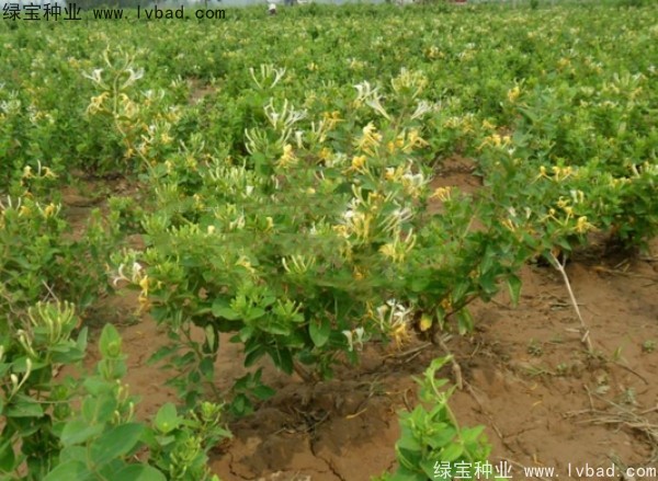 <a href='http://www.fscangbo.com/yaocaizhongzi/2356.html' target='_blank'>金銀花種子</a>