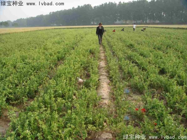 金銀花<a href='http://www.fscangbo.com/' target='_blank'>種子</a>