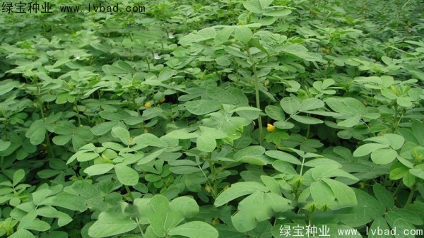 <a href='http://www.fscangbo.com/yaocaizhongzi/2357.html' target='_blank'>決明子</a><a href='http://www.fscangbo.com/' target='_blank'>種子</a>