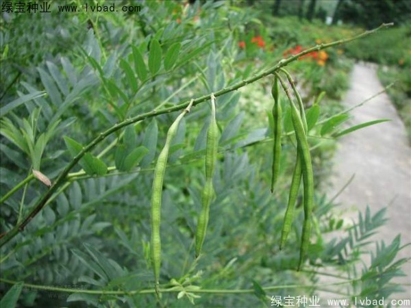 <a href='http://www.fscangbo.com/yaocaizhongzi/2358.html' target='_blank'>苦參種子</a>