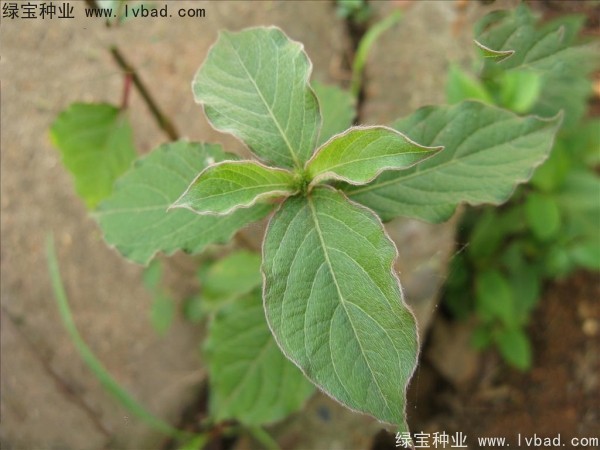 <a href='http://www.fscangbo.com/yaocaizhongzi/2362.html' target='_blank'>牛膝種子</a>