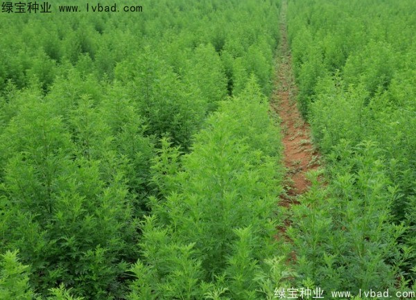 青蒿<a href='http://www.fscangbo.com/' target='_blank'>種子</a> <a href='http://www.fscangbo.com/yaocaizhongzi/2363.html' target='_blank'>青蒿種子</a>