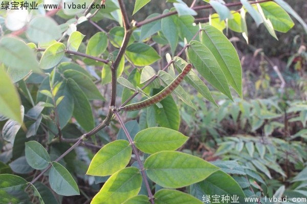 蛇滅門(mén)<a href='http://www.fscangbo.com/' target='_blank'>種子</a>