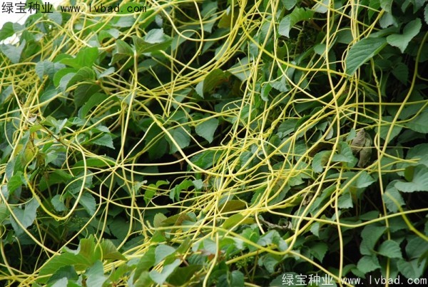 <a href='http://www.fscangbo.com/yaocaizhongzi/2369.html' target='_blank'>菟絲子種子</a>