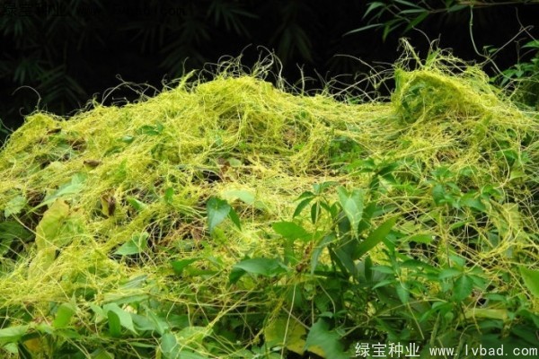 <a href='http://www.fscangbo.com/yaocaizhongzi/2369.html' target='_blank'>菟絲子</a><a href='http://www.fscangbo.com/' target='_blank'>種子</a>