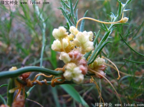 <a href='http://www.fscangbo.com/yaocaizhongzi/2369.html' target='_blank'>菟絲子種子</a>