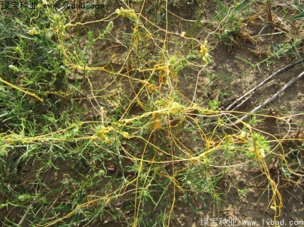 <a href='http://www.fscangbo.com/yaocaizhongzi/2369.html' target='_blank'>菟絲子</a><a href='http://www.fscangbo.com/' target='_blank'>種子</a>