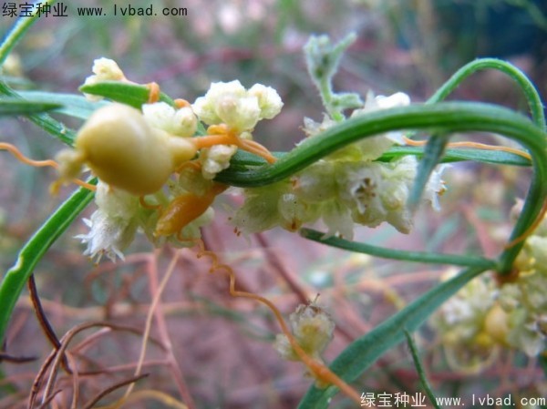 菟絲子<a href='http://www.fscangbo.com/' target='_blank'>種子</a>