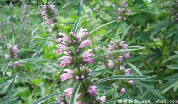 <a href='http://www.fscangbo.com/yaocaizhongzi/2370.html' target='_blank'>益母草</a><a href='http://www.fscangbo.com/' target='_blank'>種子</a>